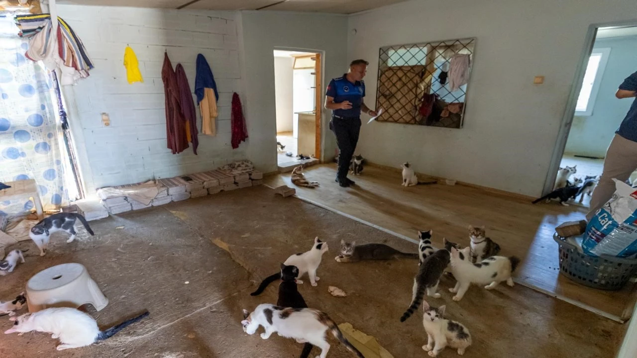 Mersinde ‘çöp ev ihbarından yaklaşık 100 kedi çıktı