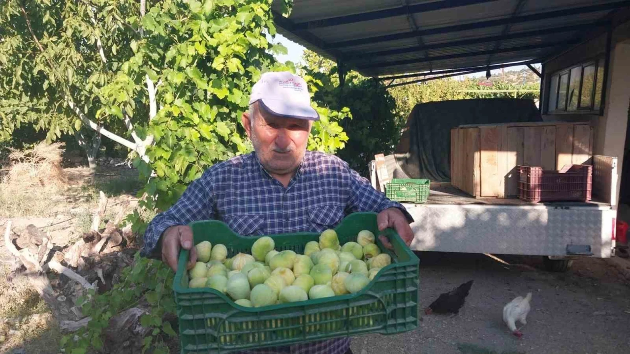 Mersinde incir hasadı başladı