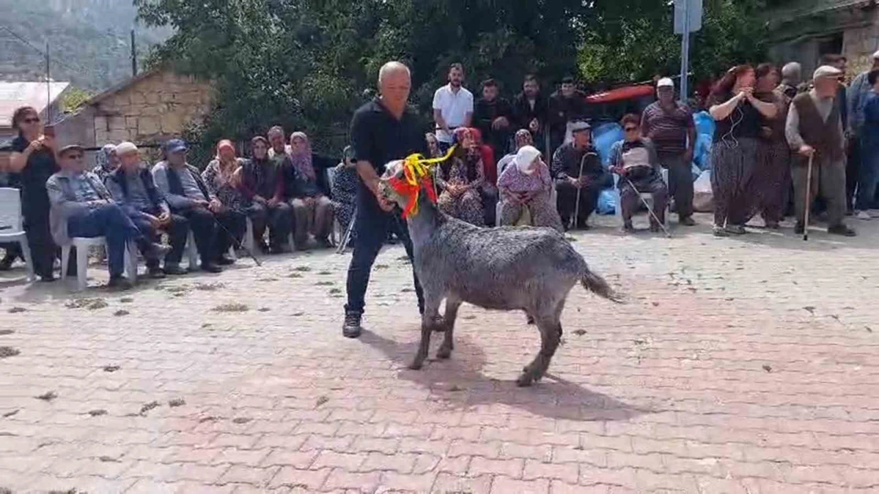 Mutta keçi güzellik yarışması düzenlendi