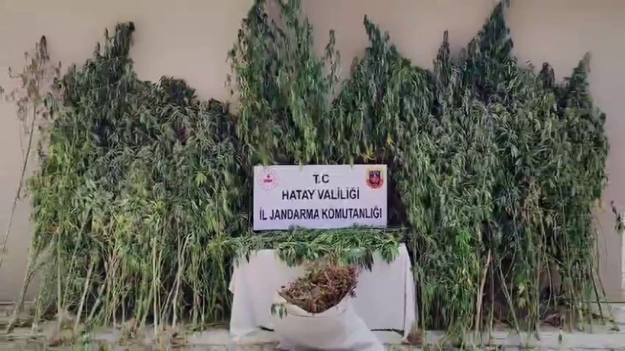 Orman içine ekilen kenevir tarlasını jandarma tespit etti