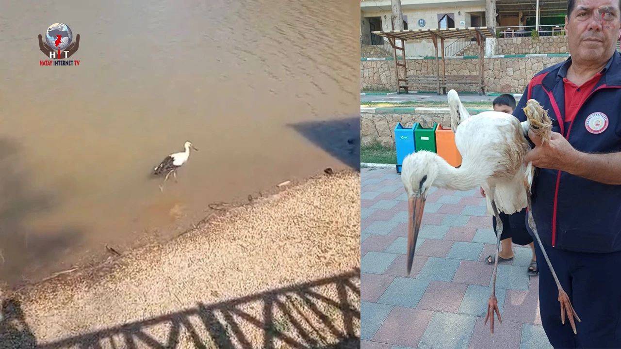 Reyhanlı’da Yaralı Leyleğin İmdadına İtfaiye Yetişti