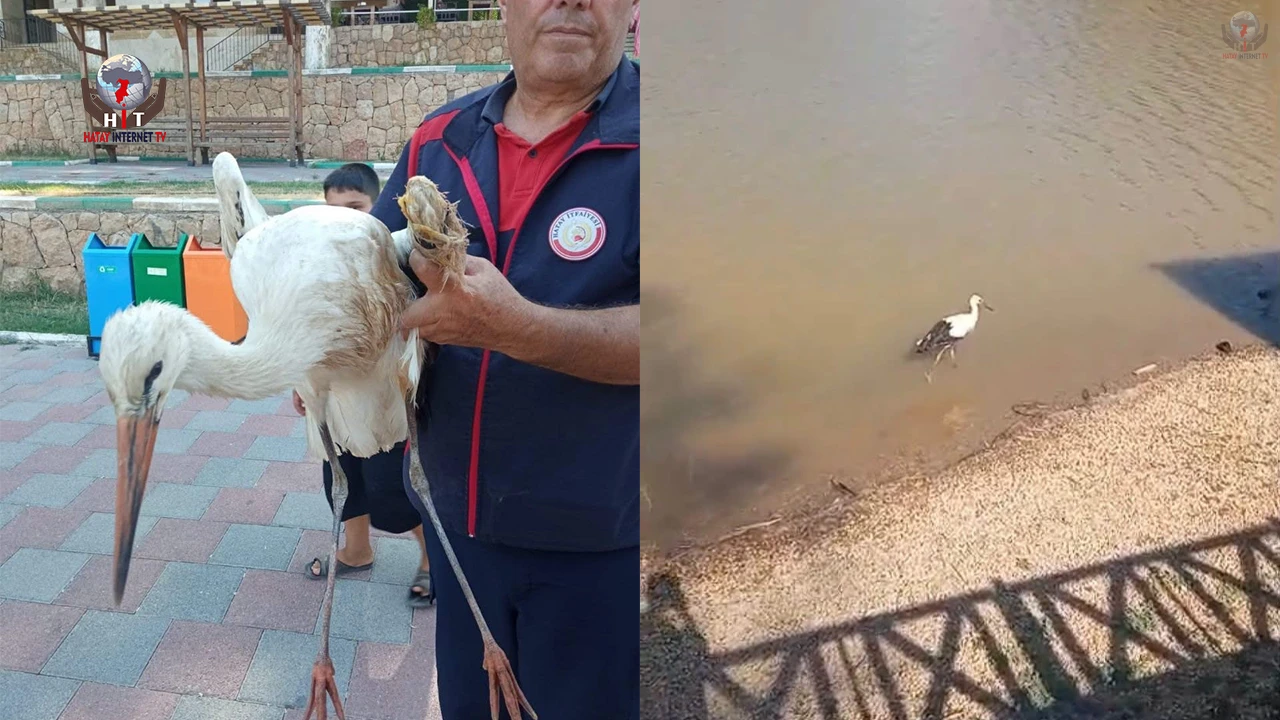 Reyhanlıda yaralı leylek ekipler tarafından kurtarıldı