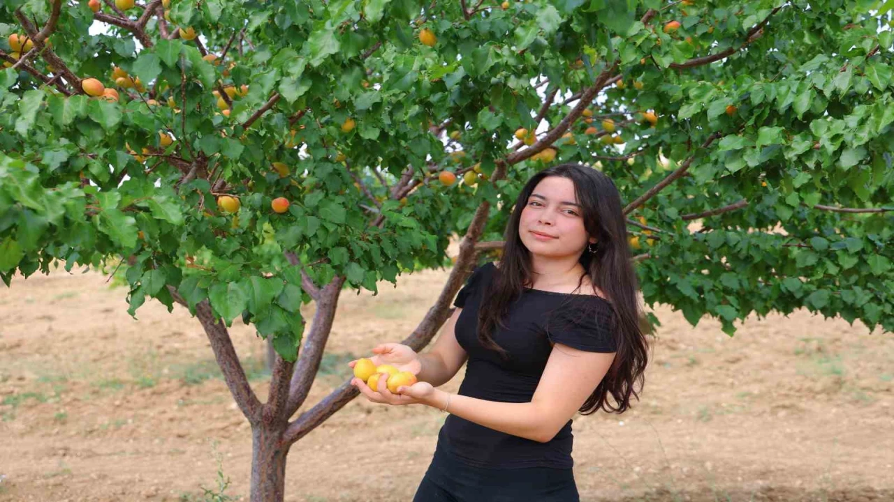 Susuz bölgede 500 kayısı ağacı yetiştirip 4 ton verim aldı, proje Türkiye birinciliği getirdi