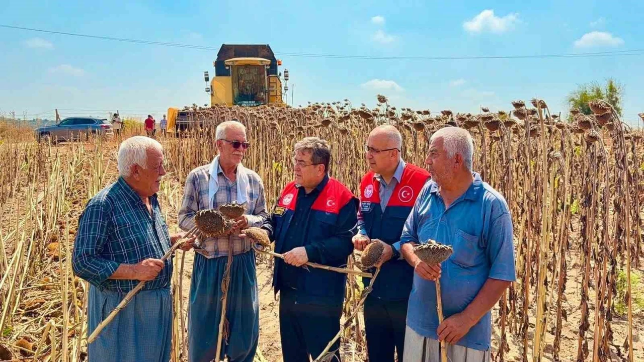 Tarsusta ayçiçeğinde 4 bin 485 ton rekolte bekleniyor