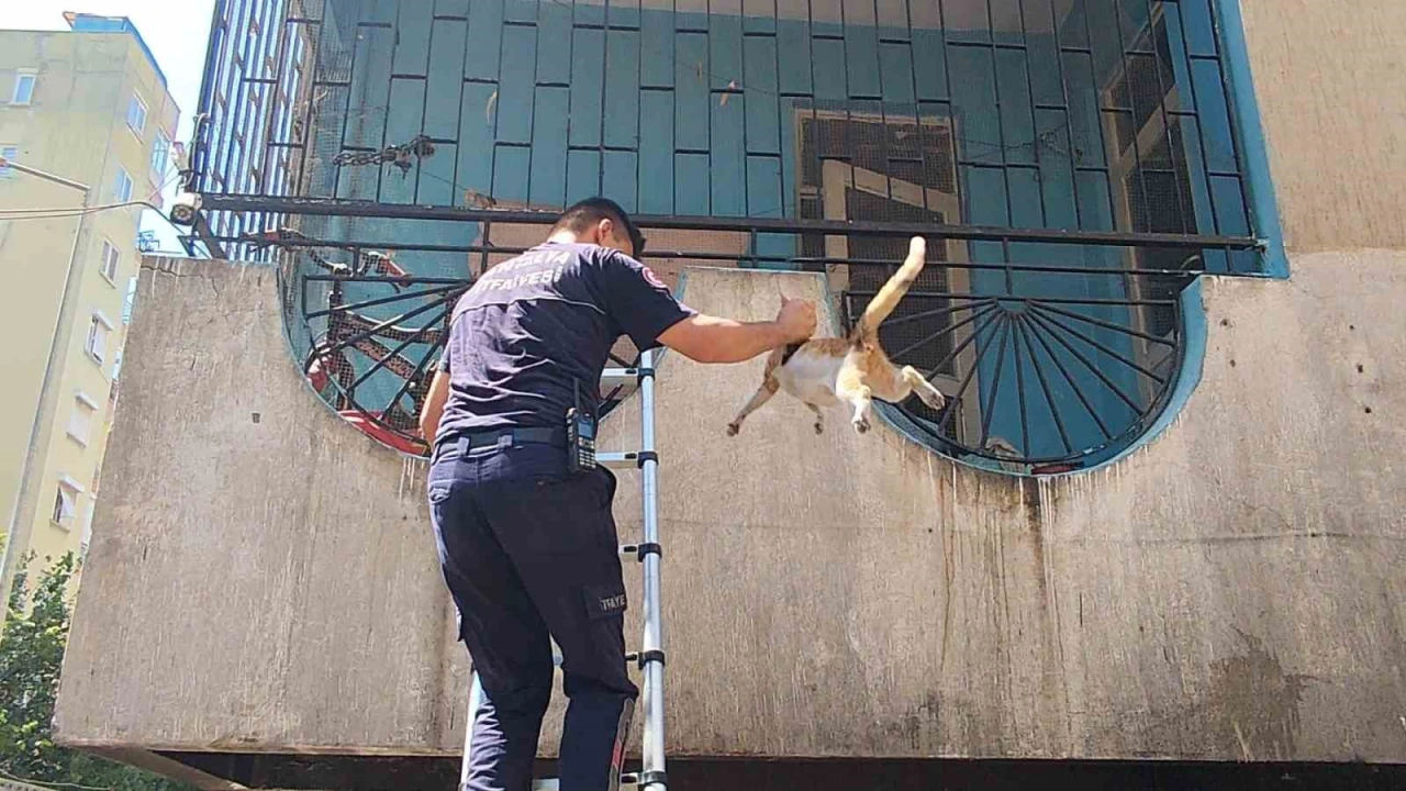 Yangından korkan hamile kediyi itfaiye kurtardı