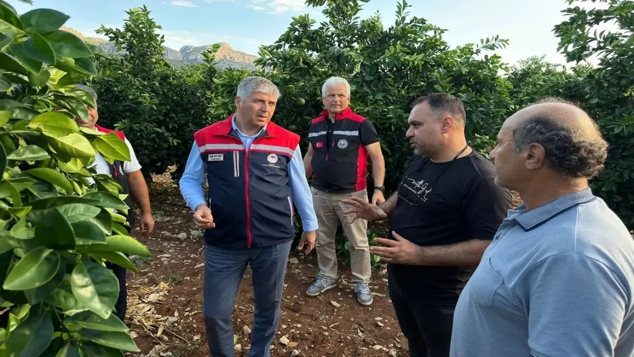 Adanada dolu vuran tarım arazilerinde incelemeler başladı