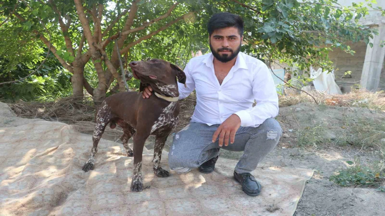 Adanada köpeğe sopayla şiddet güvenlik kamerasında