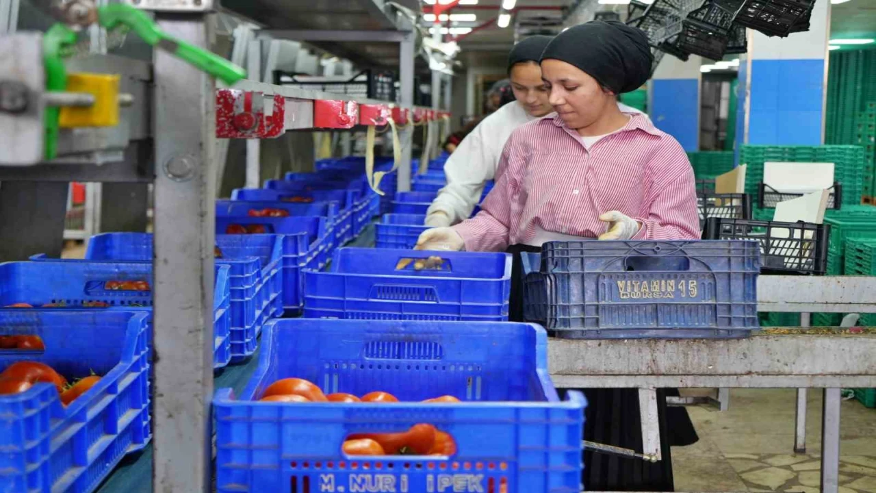 Ağustos ayında domates işlem miktar endeksi yüzde 56,70 azaldı