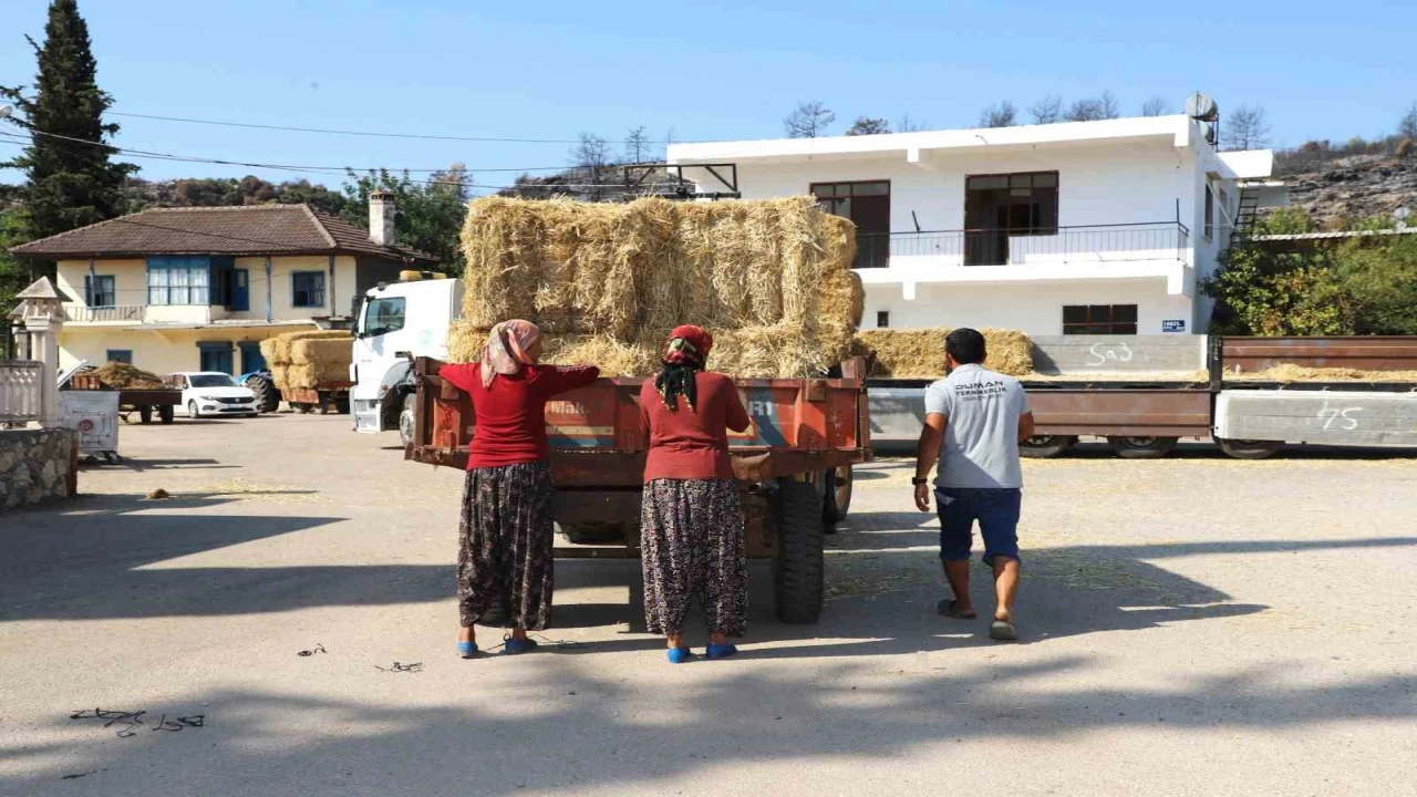 Aksuda yangından etkilenen bölgelere saman desteği
