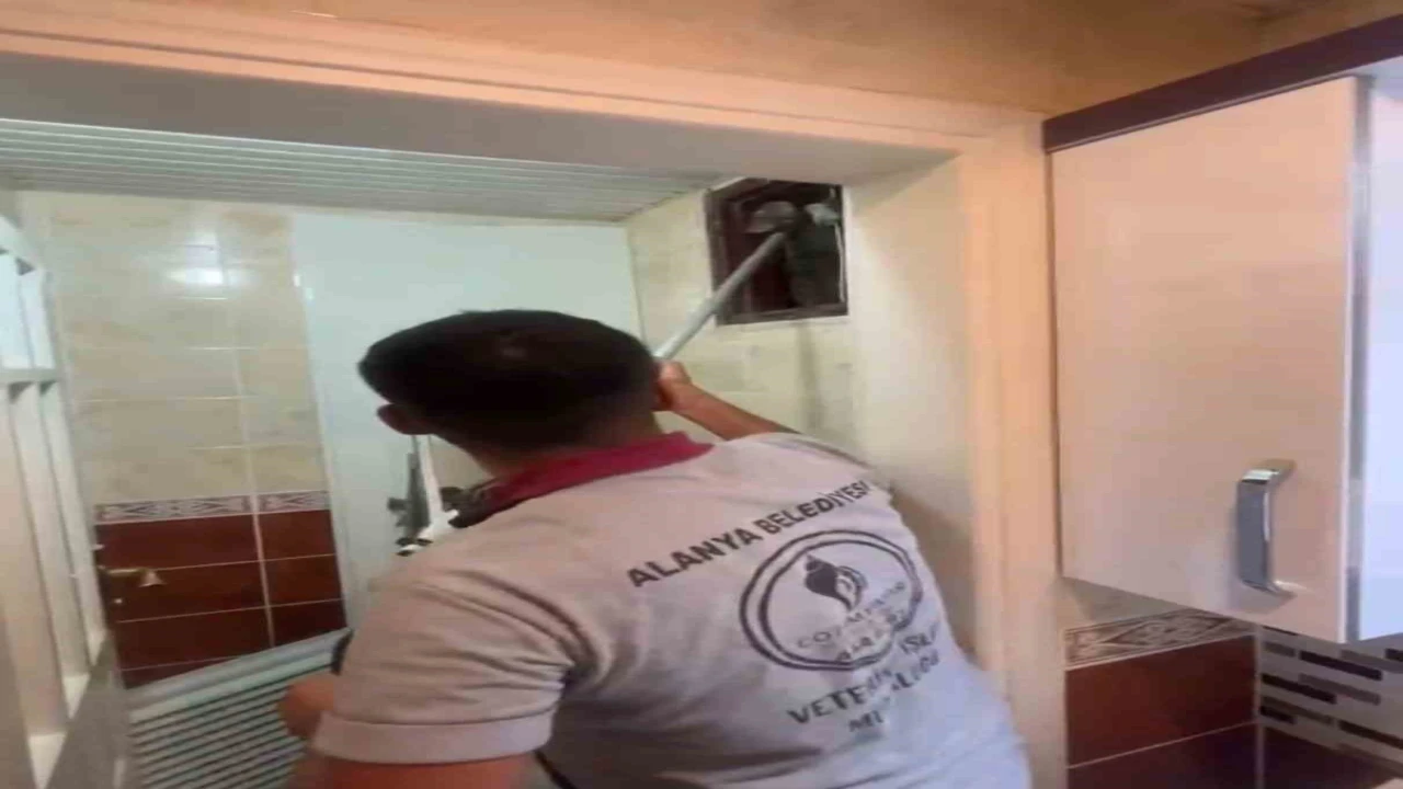 Alanyada havalandırma bacasına düşen kedi ekipler tarafından kurtarıldı