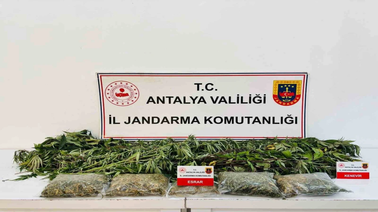 Alanyada uyuşturucu operasyonunda 24 kök kenevir ve 2 kilo 642 gram esrar ele geçirildi