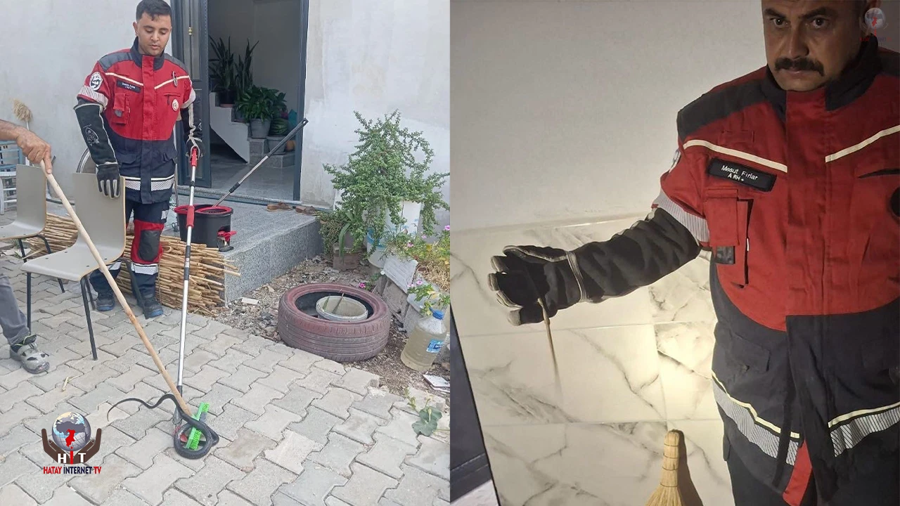 Antakya ve Hassada yerleşim yerlerinde görülen yılanlar yakalandı