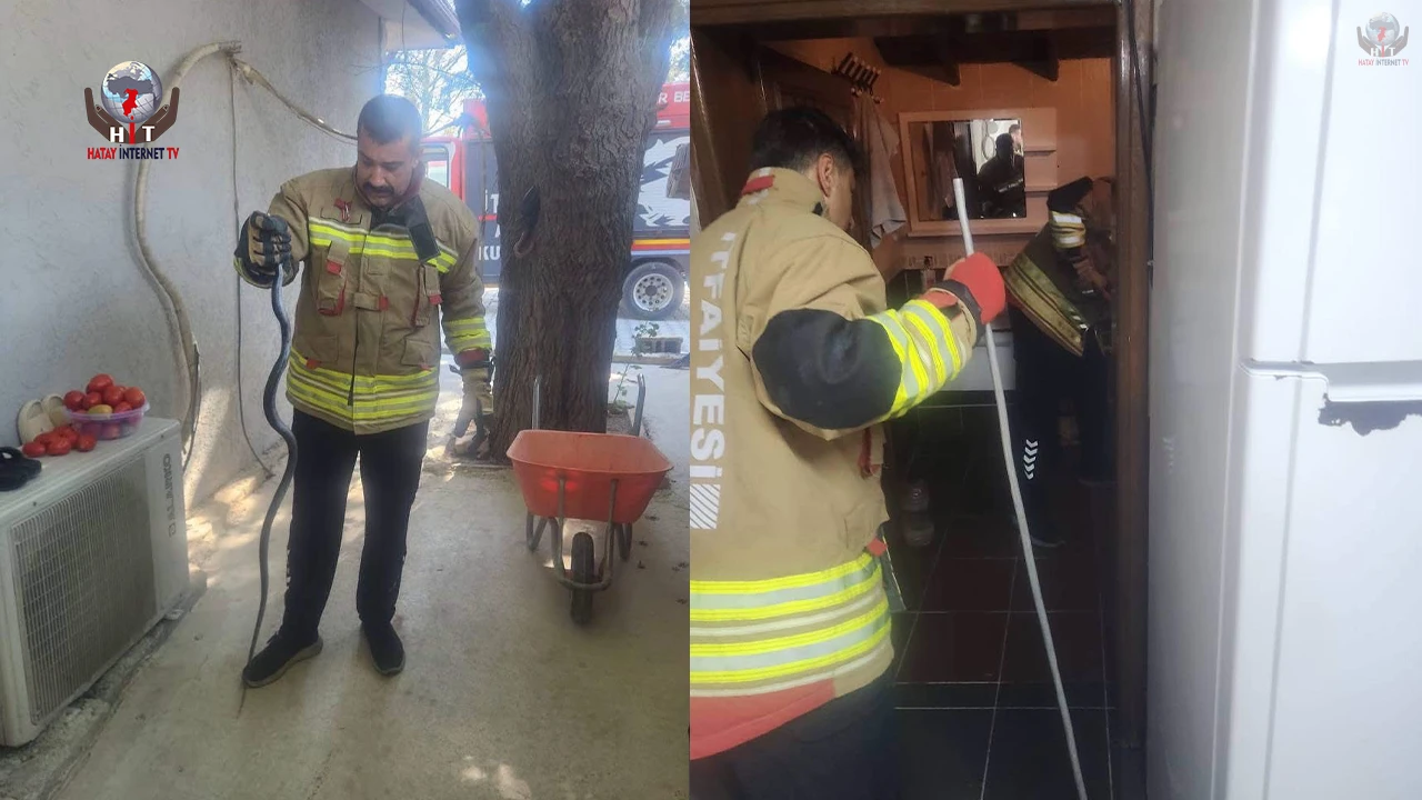 Antakyada eve giren yılan ekipler tarafından yakalandı