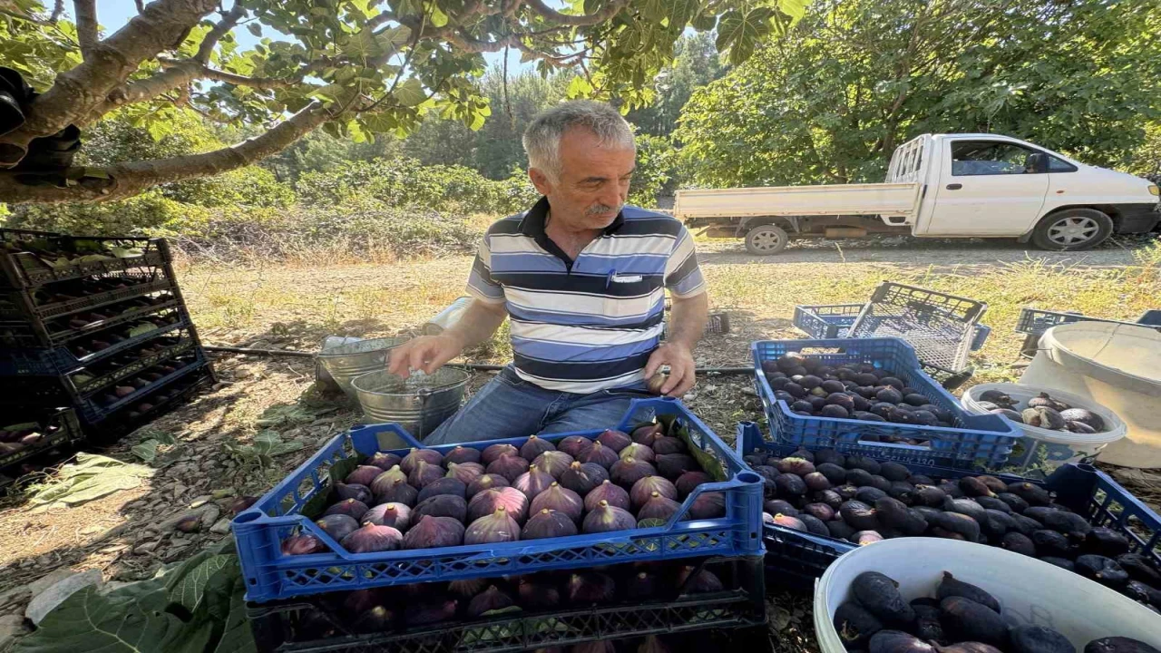 Antalyada geciken incir hasat düşük rekolteye sebep oldu