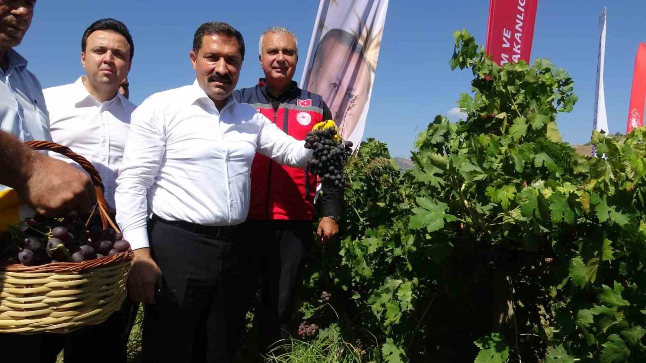 Bereketin yaşandığı üzümde bağ bozumu başladı, 85 bin ton rekolte bekleniyor