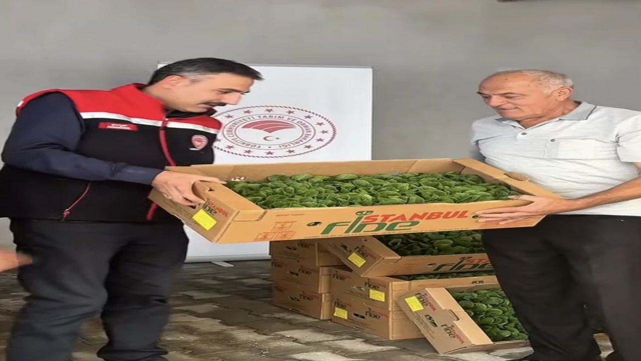 Burdurda üreticilere 164 bin 500 marul fidesi dağıtıldı