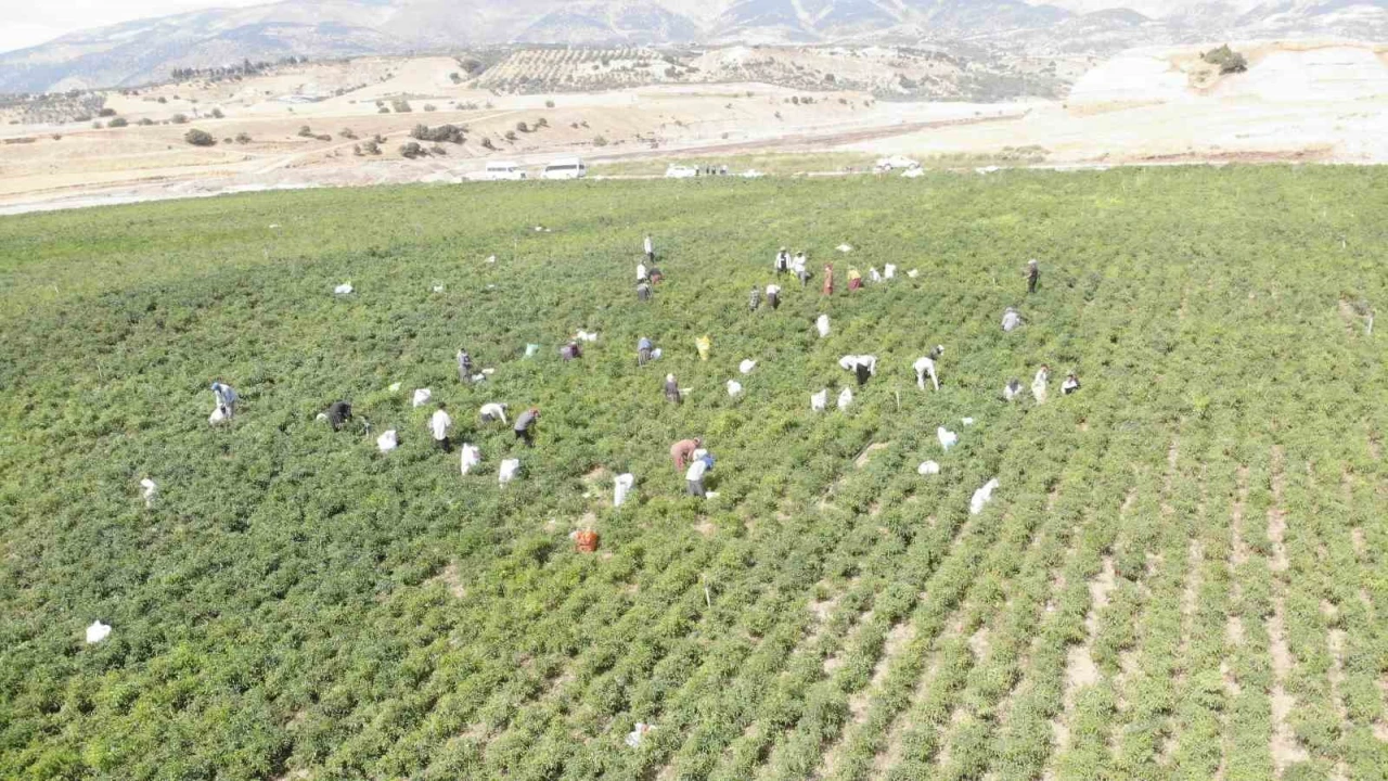 Coğrafi işaret tescilli Maraş biberinde hasat dönemi