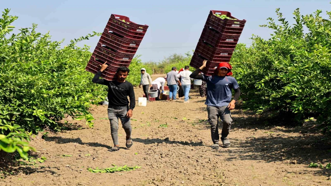 Çukurovada tarım işçisi yevmiyeleri bin 613 lira oldu