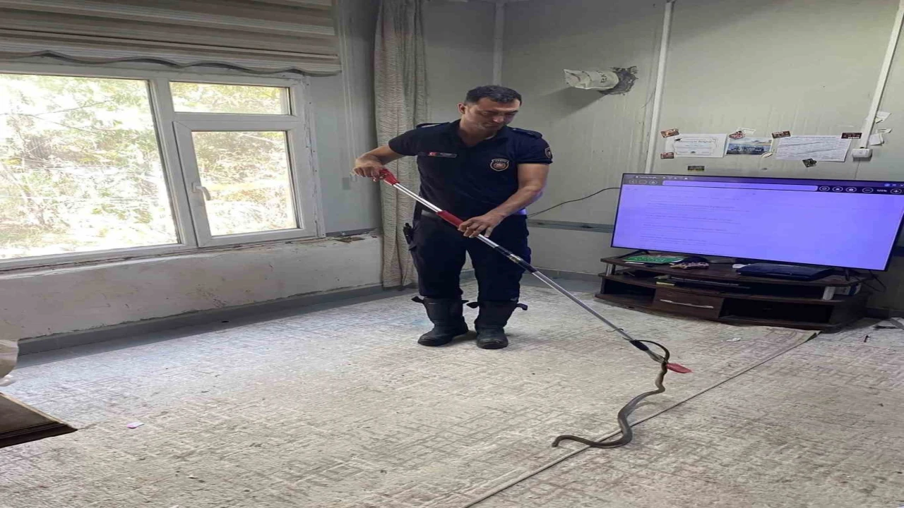 Defnede eve giren yılanı itfaiye yakaladı