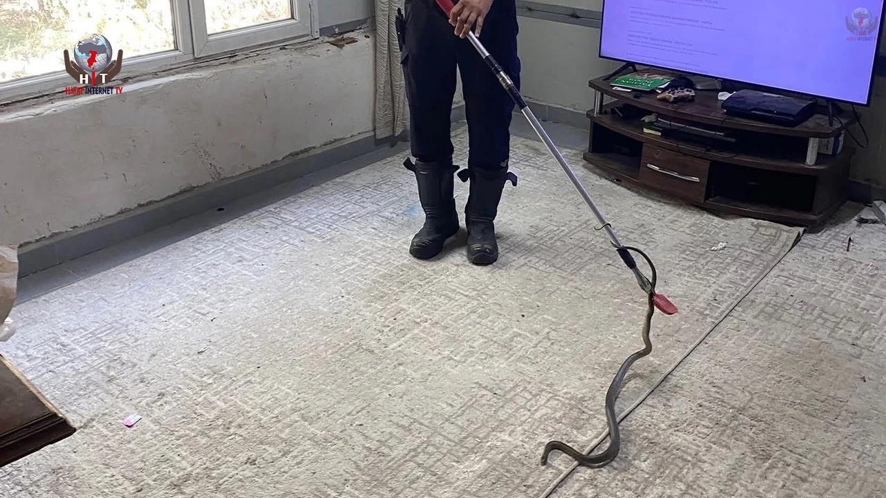 Defnede eve giren yılanı itfaiye yakaladı
