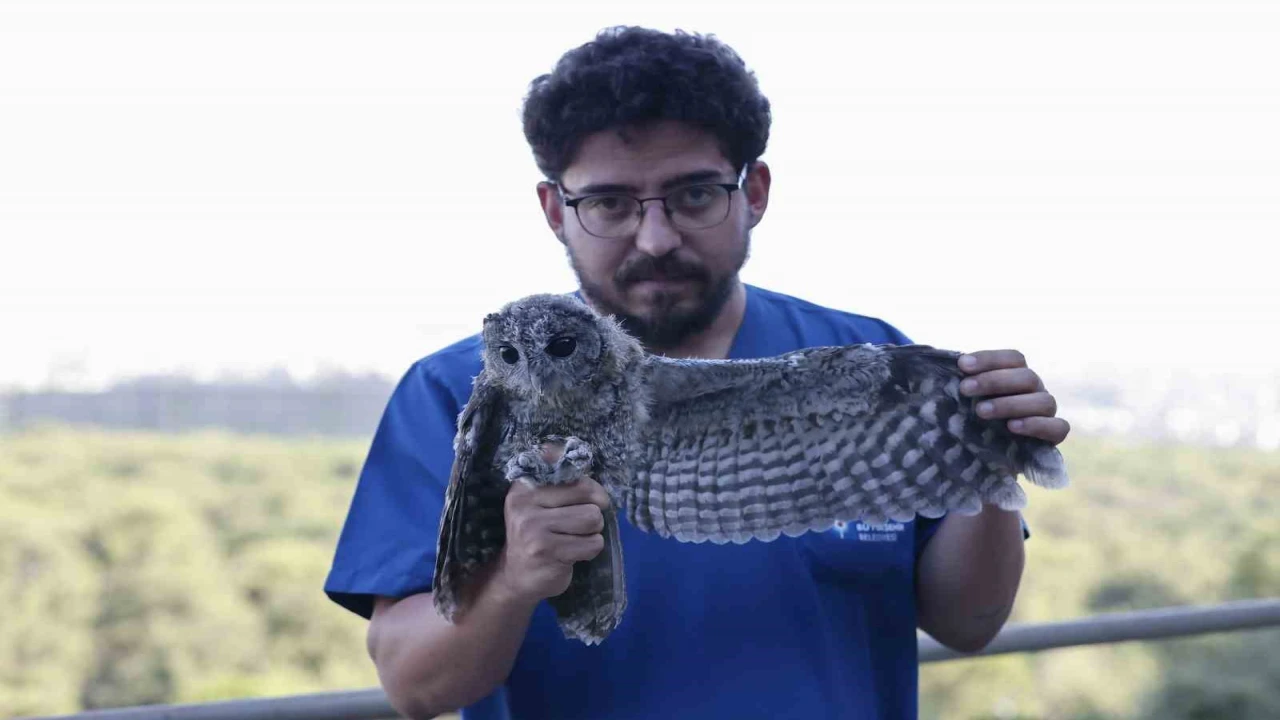 Ebeveynlerinin terk ettiği 3 Alaca Baykuşun rehabilitasyonu tamamlandı