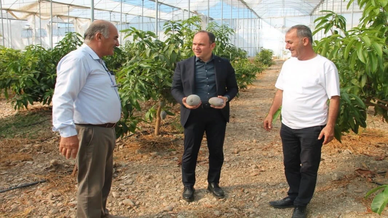 Erzinde avokado ve mango üretimi yapılan seralar ekonomiye katkı sağlıyor