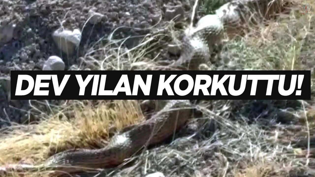 Evin bahçesine giren 2 metrelik yılan korkuttu