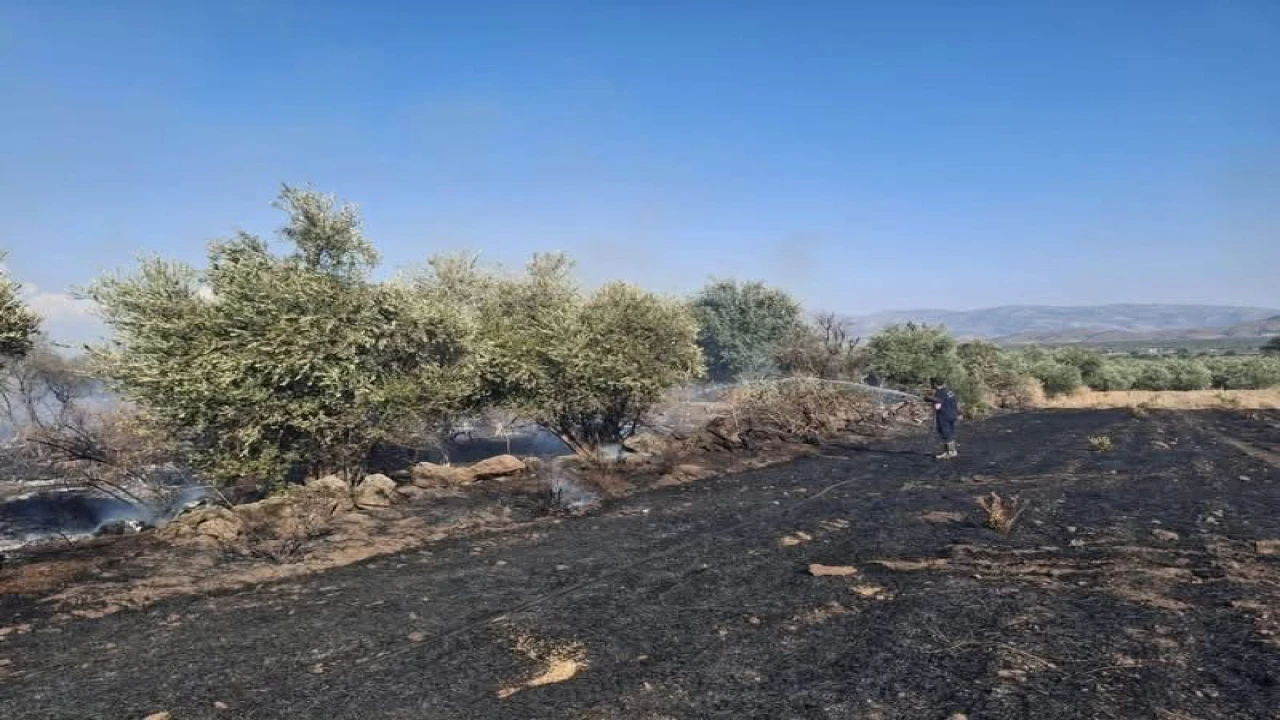 Hassada zeytinlik alan ve anız yangını geniş alana yayılmadan söndürüldü