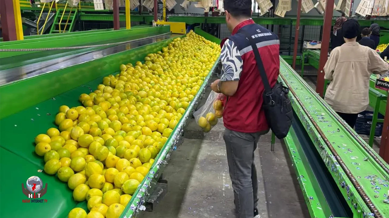 Hatay’da ihraçlık Mayer cinsi limonlar denetlendi