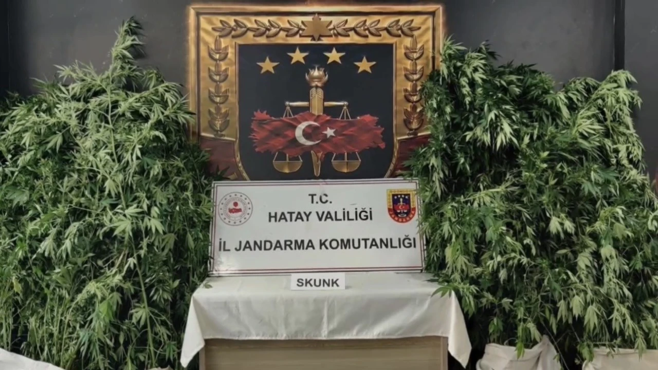 Hatayda jandarmadan uyuşturucu operasyonu: 371 kök kenevir ele geçirildi
