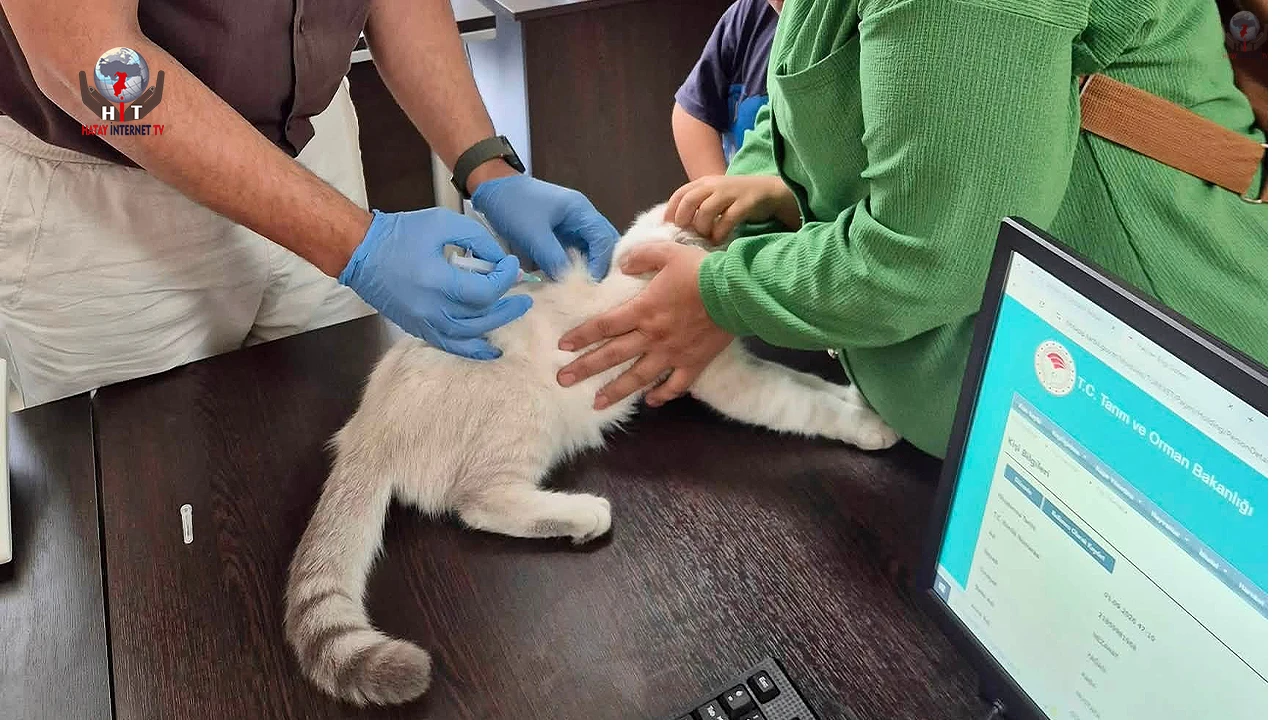 Hatayda kuduz aşılama çalışmaları sürüyor