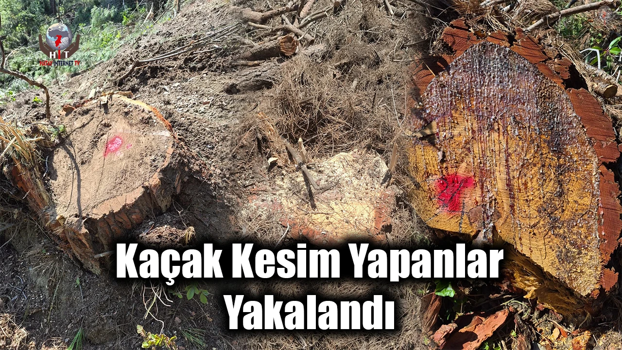 Hatay’da ormanlık alanda kaçak kesim yapanlar yakalandı