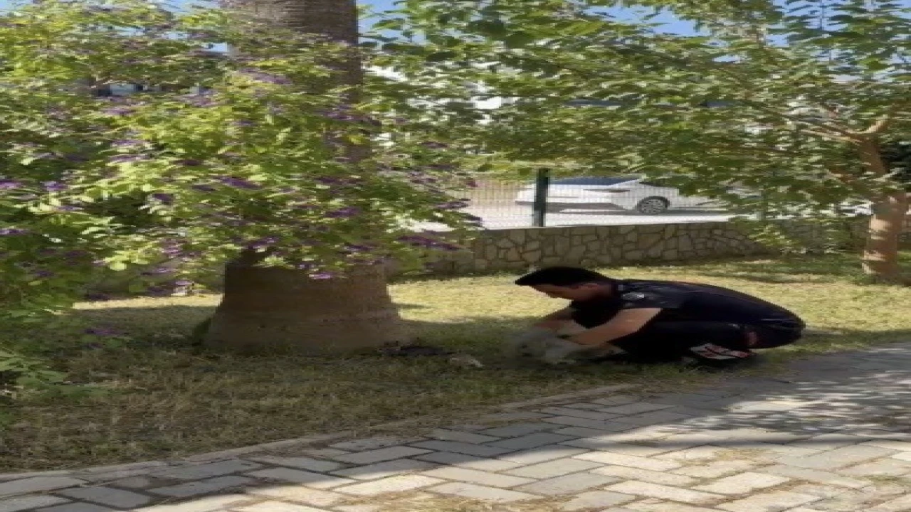 Havalandırma boşluğuna düşen 3 yavru kediyi itfaiye kurtardı