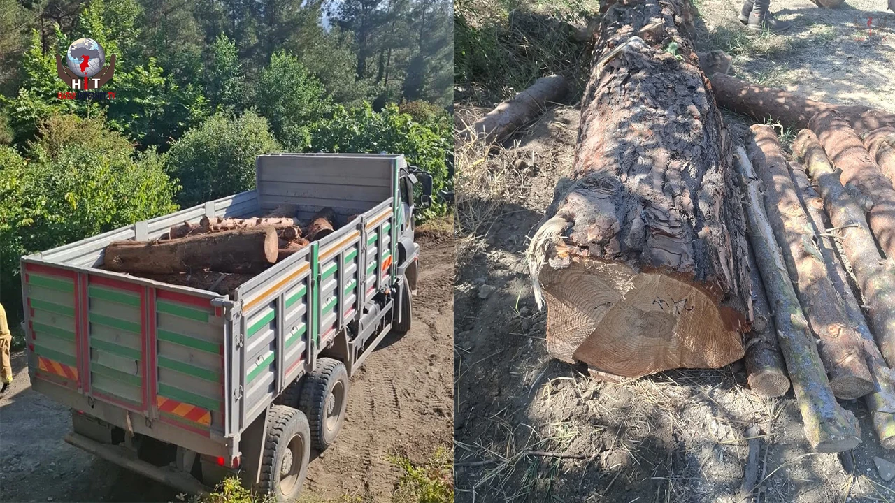 İskenderunda kaçak ağaç kesimi yapanlara işlem yapıldı