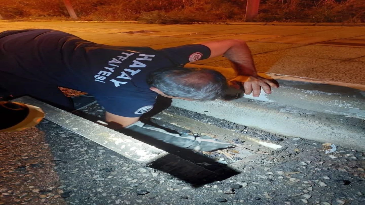 İskenderunda mahsur kalan hayvanlar ekipler tarafından kurtarıldı