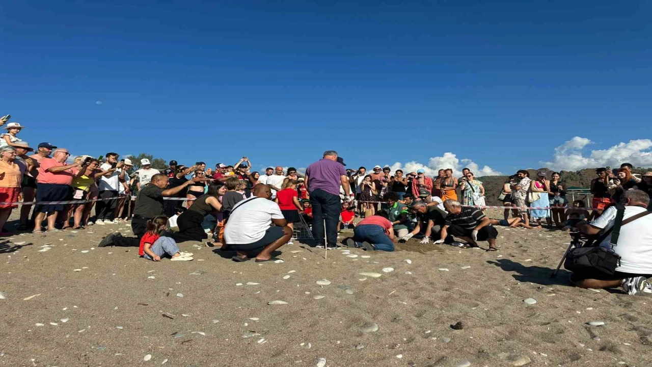 Kemerde son caretta caretta yuvası açıldı
