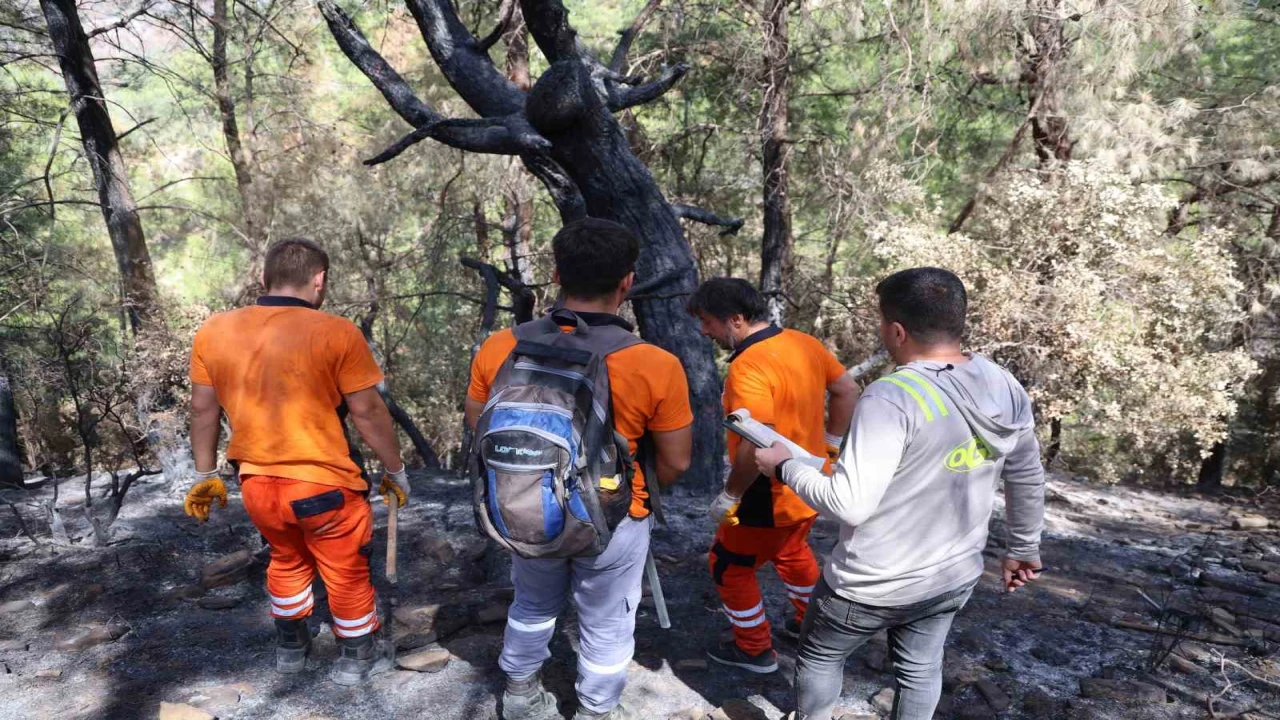 Kozanda yanan 5 bin 900 hektarlık alanda yeniden yeşil vatan mesaisi başladı: Ağaçlar tek tek damgalanıyor