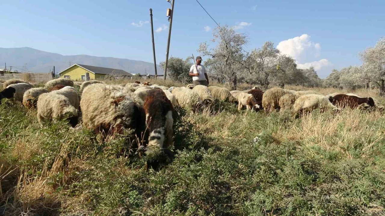Maaşlarıyla gündem olan çobanlar, günde litrelerce su tüketerek kavurucu sıcakta mesaiyi sürdürüyor