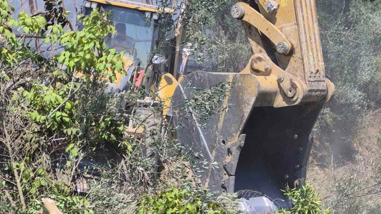 Manavgatta zeytinlik yangında 100 ağaç zarar gördü