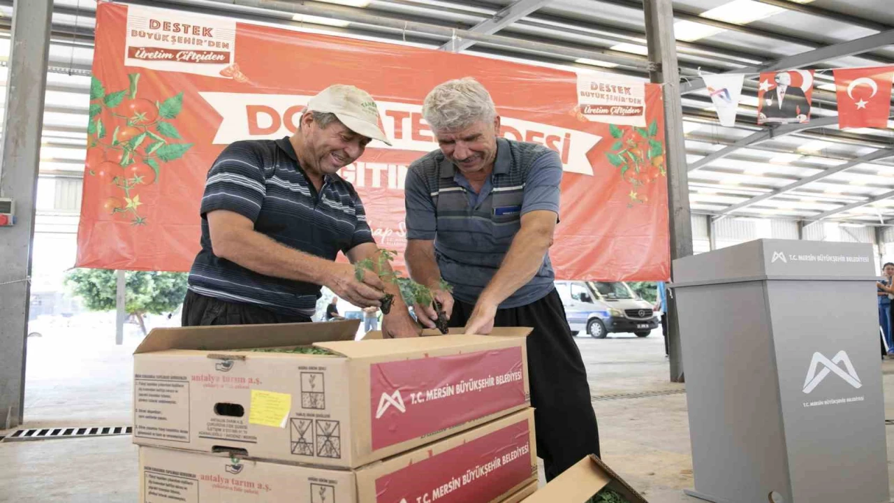 Mersinde 200 üreticiye yüzde 70 hibeli domates fidesi desteği