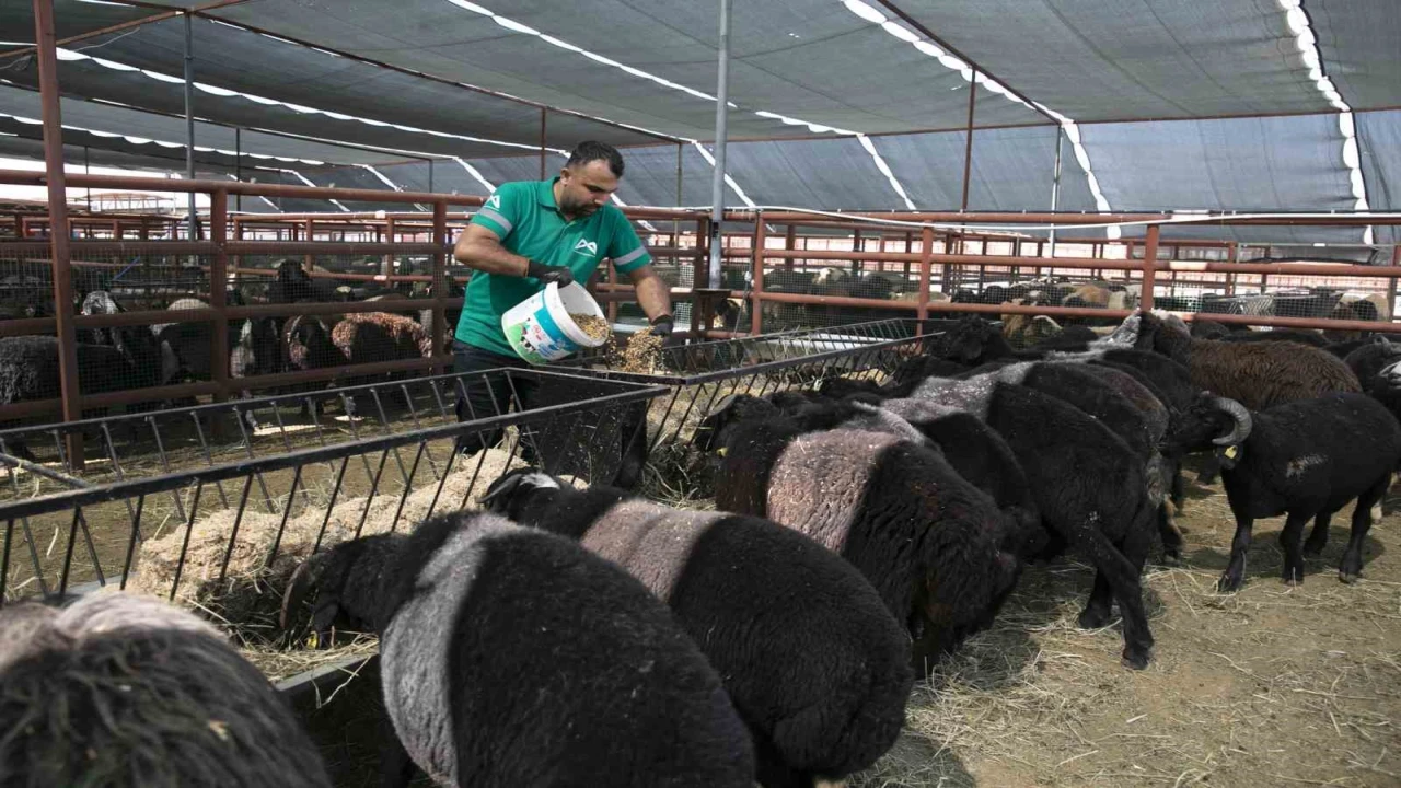 Mersinde 420 yetiştiriciye 10 bin 500 küçükbaş hayvan desteği