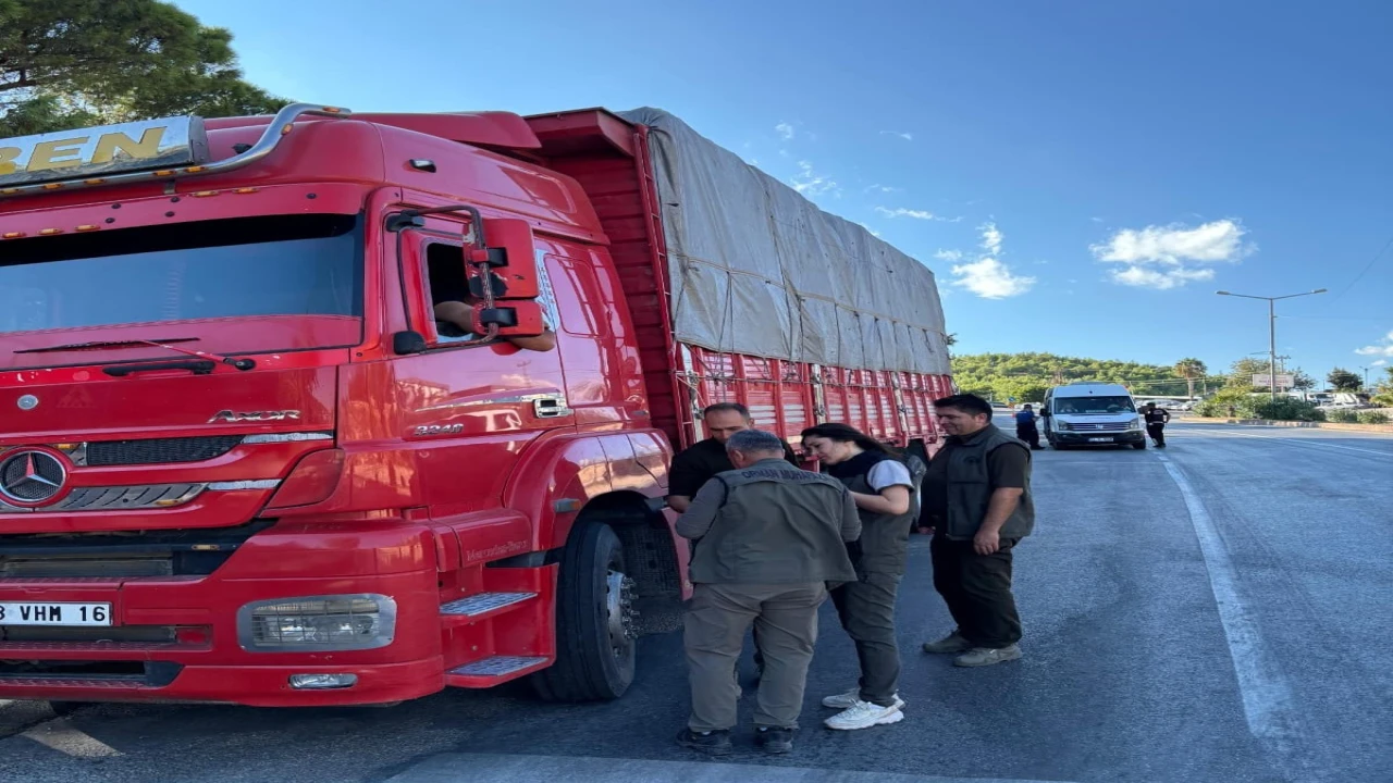 Mersinde orman suçlarına karşı yol kontrolü