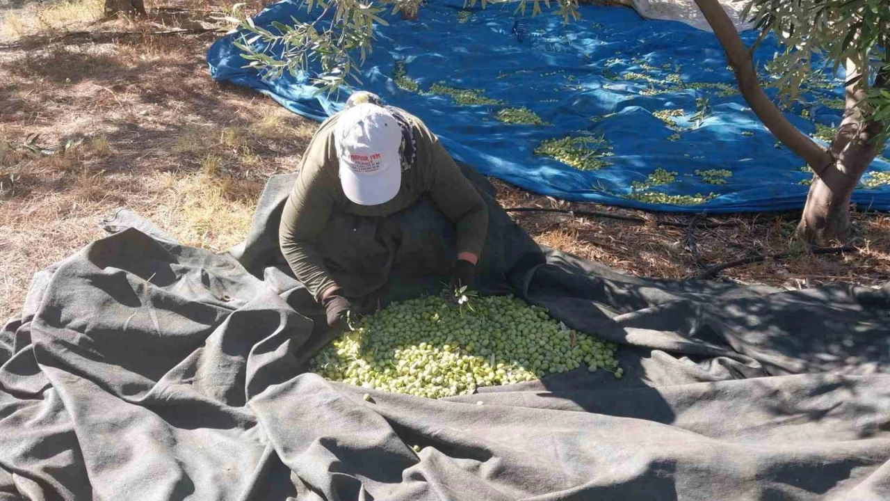 Mersinde zeytin hasadı başladı: Bahçede 10 ile 60 TL arasında