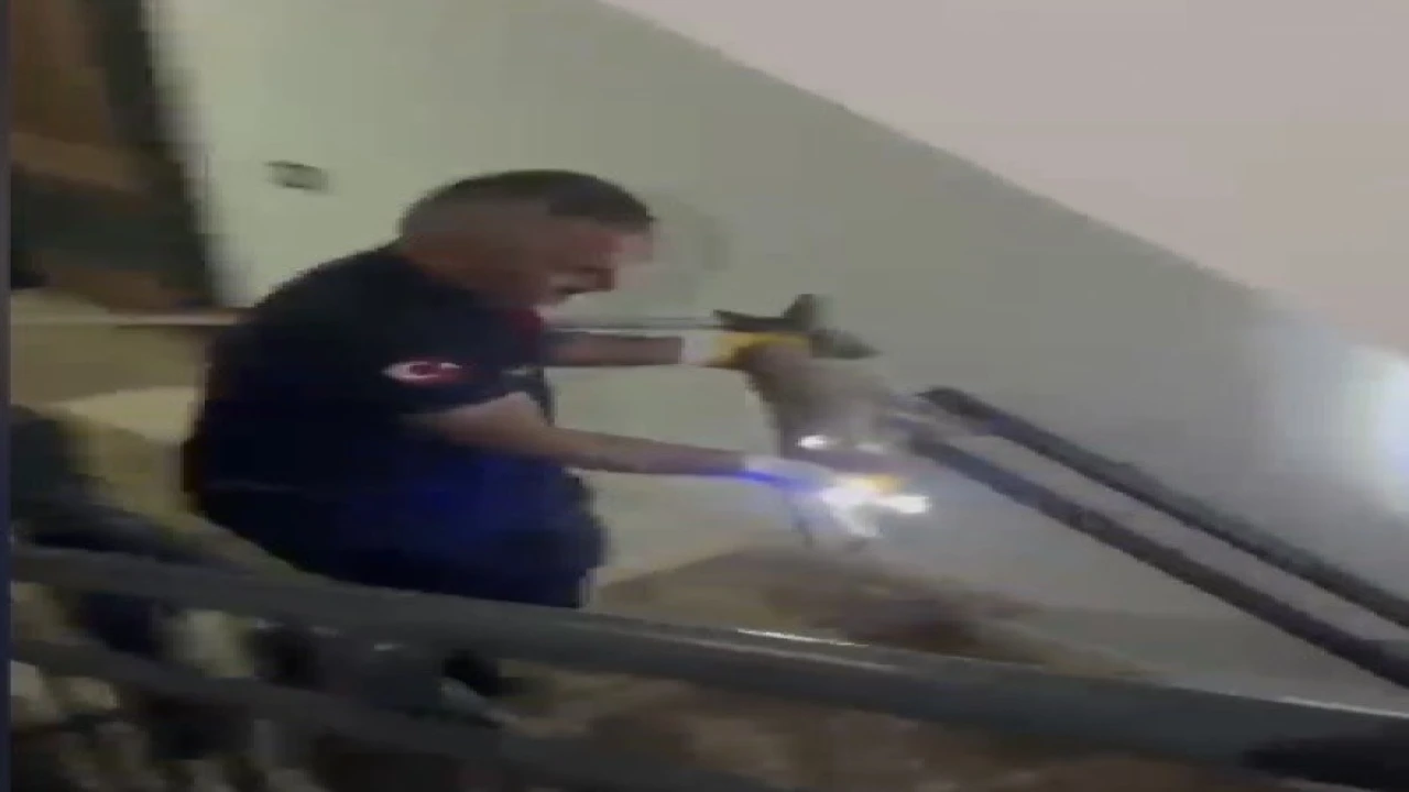 Osmaniyede apartmanın 3üncü katına çıkan tilki doğaya bırakıldı