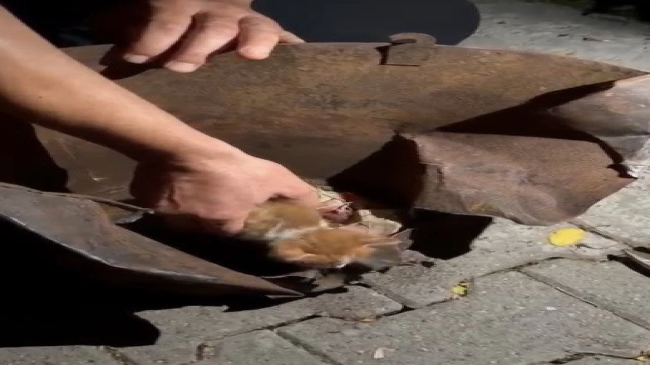 Osmaniyede soba kovasına sıkışan yavru kedi kurtarıldı