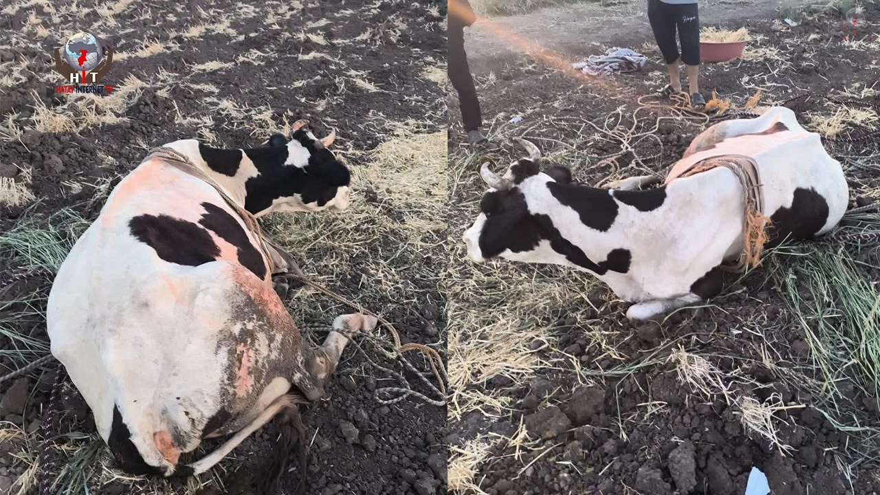 Reyhanlıda bataklığa düşen büyükbaş hayvan kurtarıldı