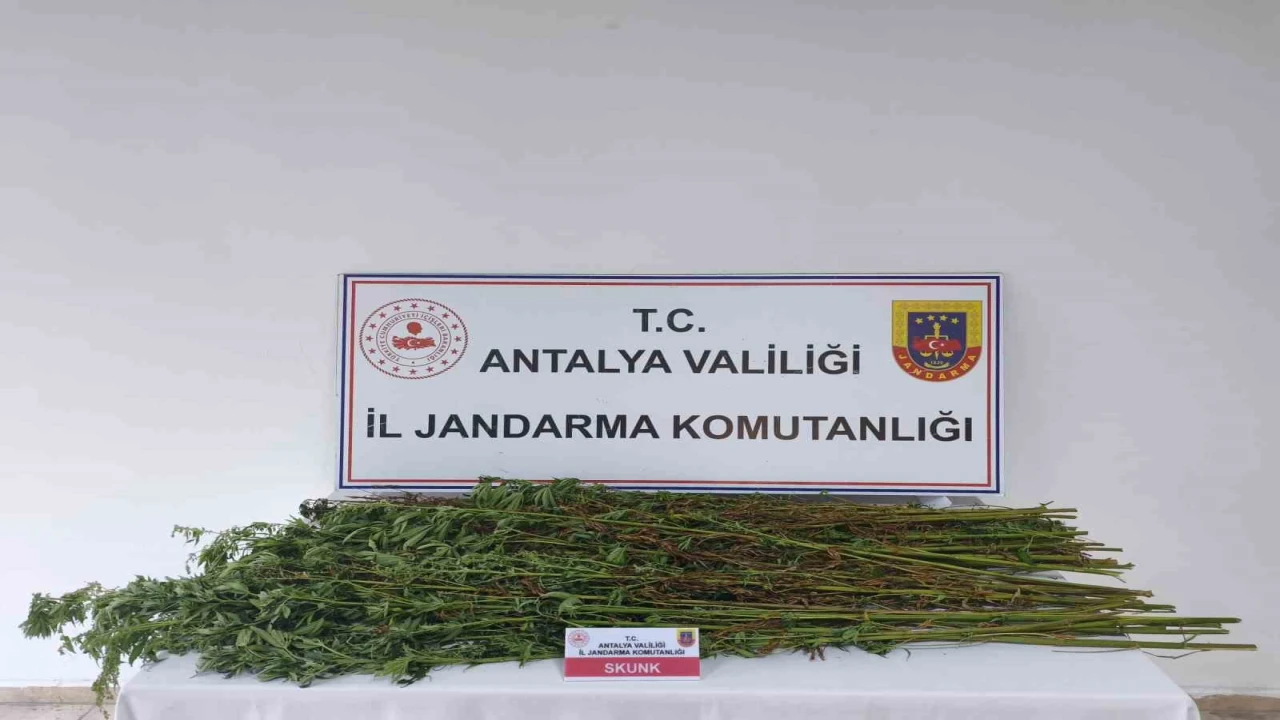 Serikte 80 kök kenevir bitkisi ele geçirildi