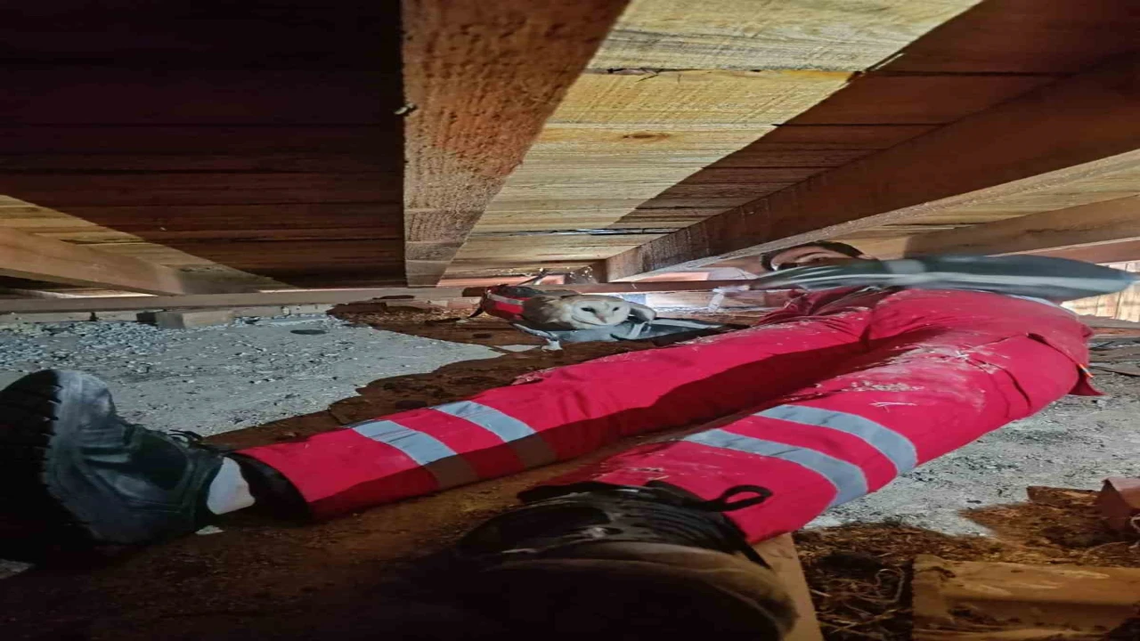Telef olan eşinin başından ayrılmayan baykuş kurtarıldı