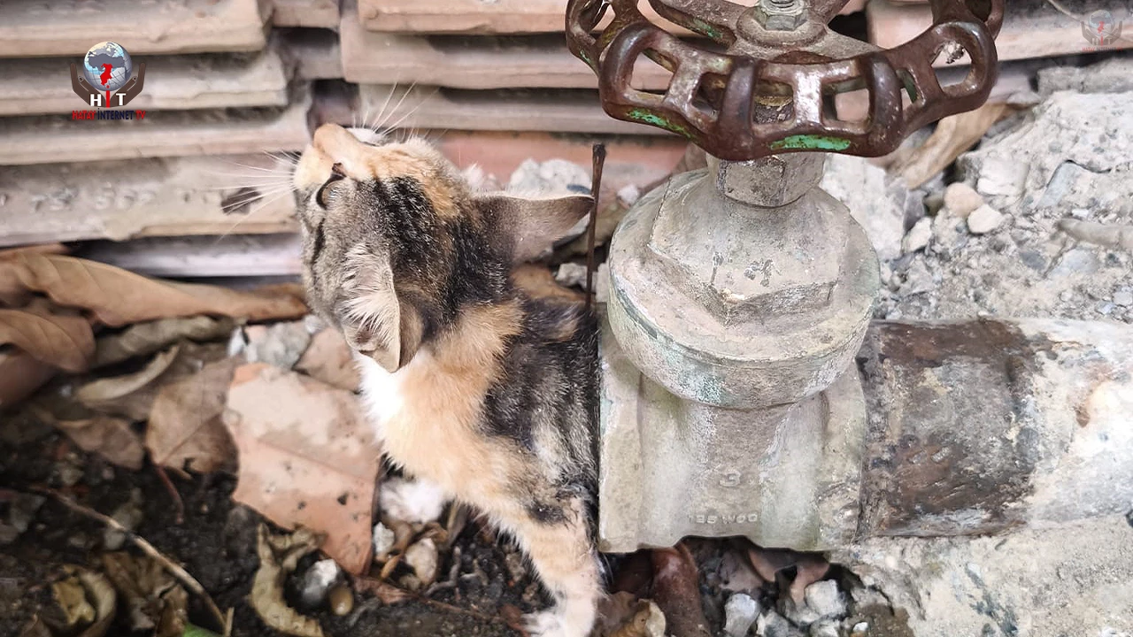 Vanaya sıkışarak mahsur kalan yavru kedi, itfaiye ekiplerinin çalışmasıyla kurtarıldı