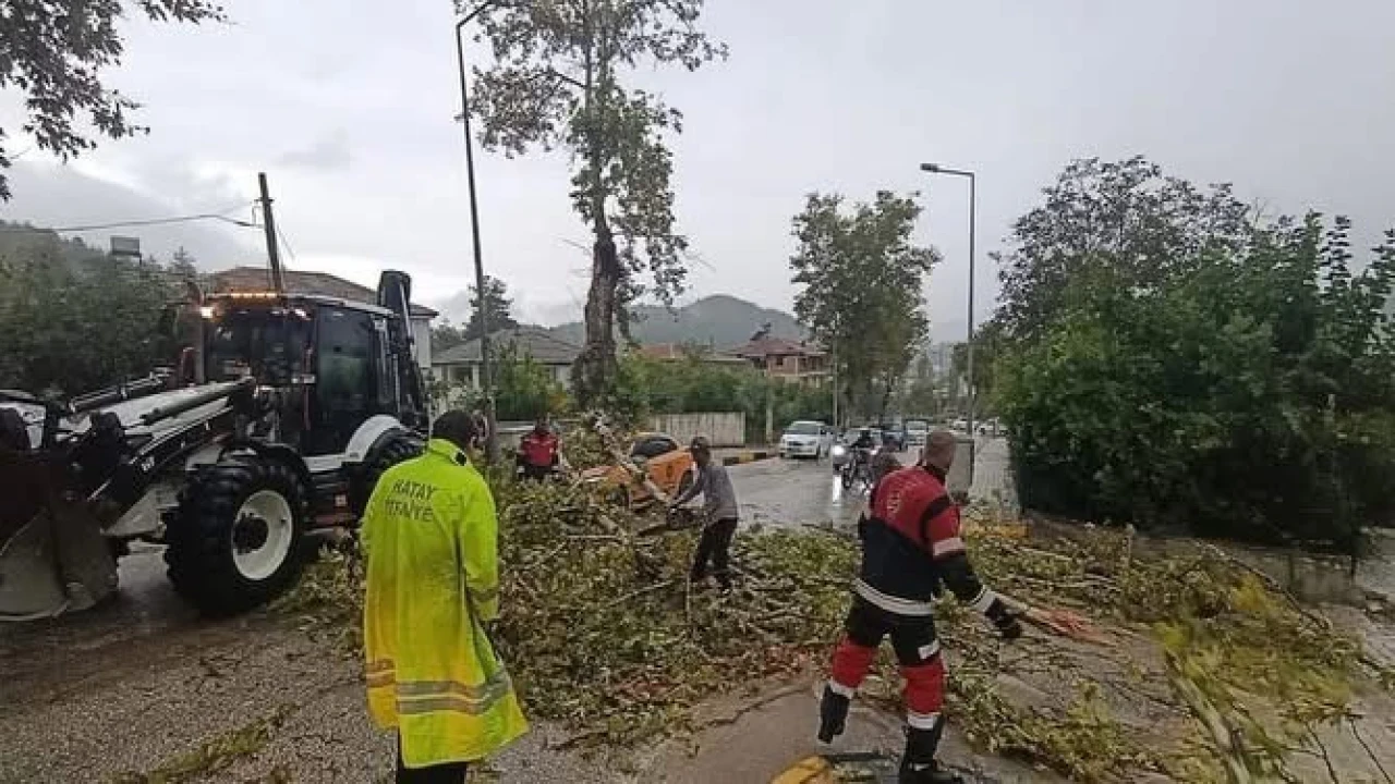 Yayladağında aracın üzerine ağaç devrildi